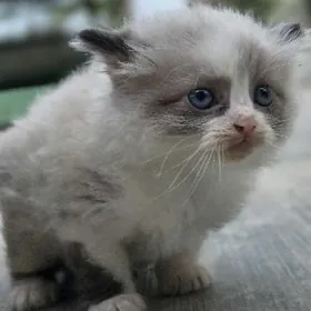 Котята породистые