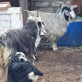 овлаклы гечи