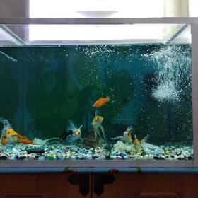 Balyk akwaryum