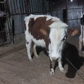 Simental bogaz  tùwe