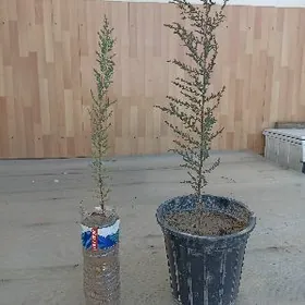 кипарис саженцы