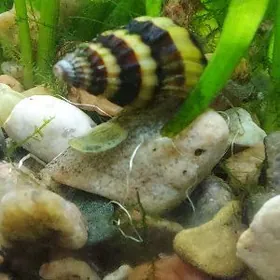 Улитка Хелена