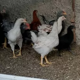 jersi gigant, juyje ler