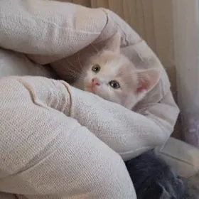 породалы пишиклер