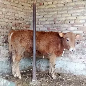 Öküzler 2 sany 9 aýlyk