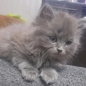 Котята шотланд страйт