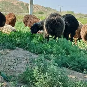 Satlyk 15sany guzuly goýun