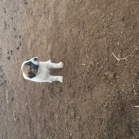 Алабай гужук