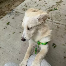 найдена собака