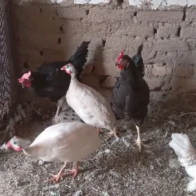 kakilik karlik  gigant towuk