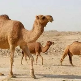 duye yuñ дуйе юнг