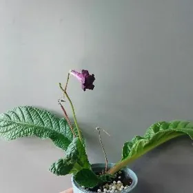 стрептокарпус