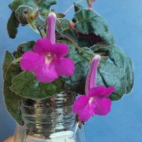 минисиннингия