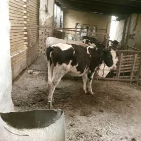 Golisteyn boğaz gulajyn