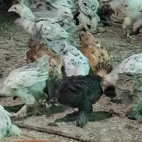 болгар жуже