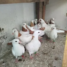 kepderi кепдери