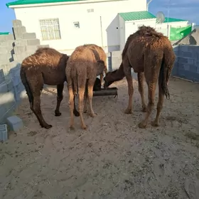 овшык сатлык