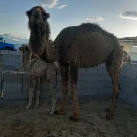 кошеклы дуе