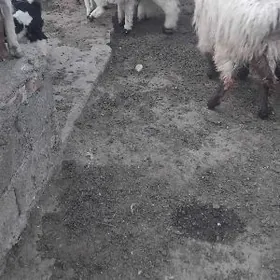 guzyly goyun ovlakly geci