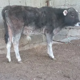 Arassa şiwes öküz