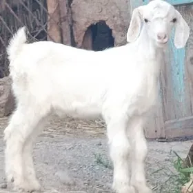 Pakistan owlakly geçi