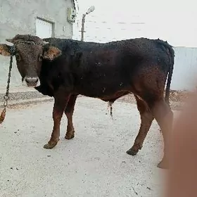 ökiz şwes tohum mall