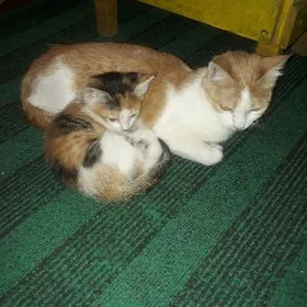 домашний катенок