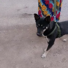 собака авчарка с хаски