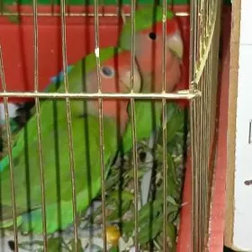 попугай popugay