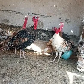 sagdyn semiz undiklar