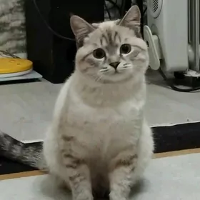 кот на вязку.