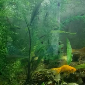 аквариум водорсл улитк 1ман