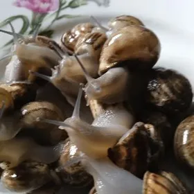 Улитка  косметика