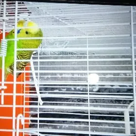 Волнистый попугай