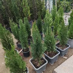 Tuya Yolka Туя Ёлка