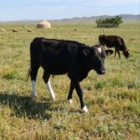 Gibirit öküz tüwe