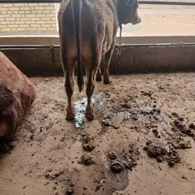 öküz bakylan gölölük