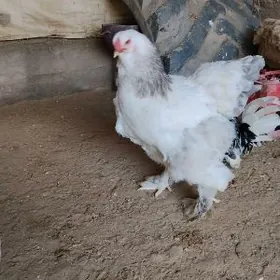 Брама таввук