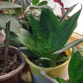 домашние цветы