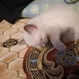 Сиамский котёнок