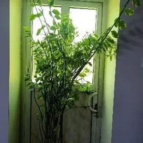 dolar gul, fikus,deneşnoe dere