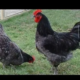 Jeriski gigant гигант towuk