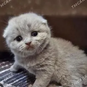 шотландский катята