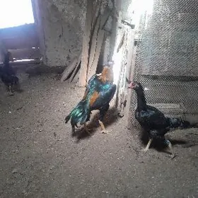 парода юмирта