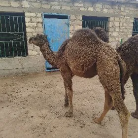 Огшык бакылан