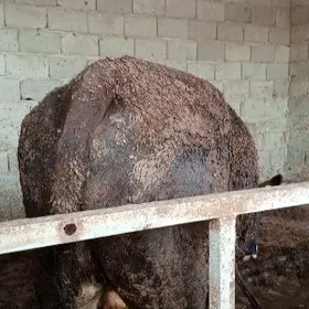 öküz sygyr tuwe 7bas