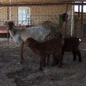 Ekiz türkmeni guzuly goyun