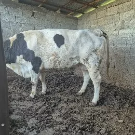 gysyr sygar iki guzlan