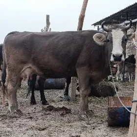 Швет саглык