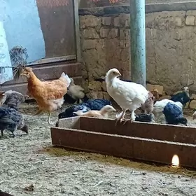 Towyk juyje broy brama garylan